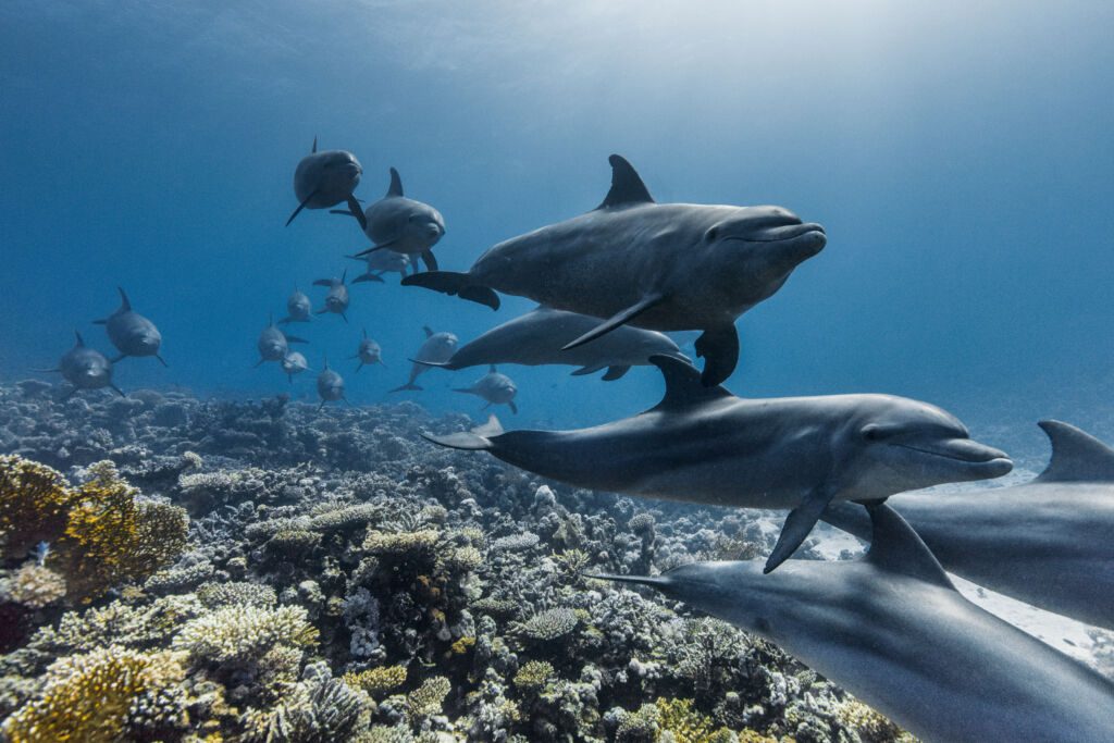 Oceanwithdavidattenborough 005