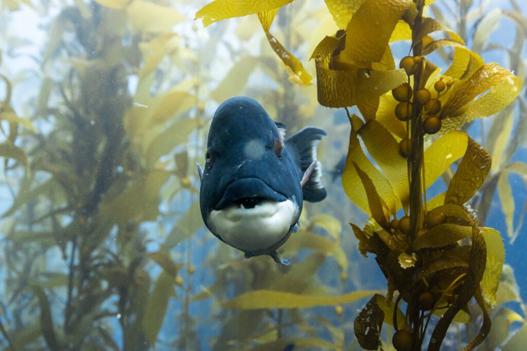Oceanwithdavidattenborough 018