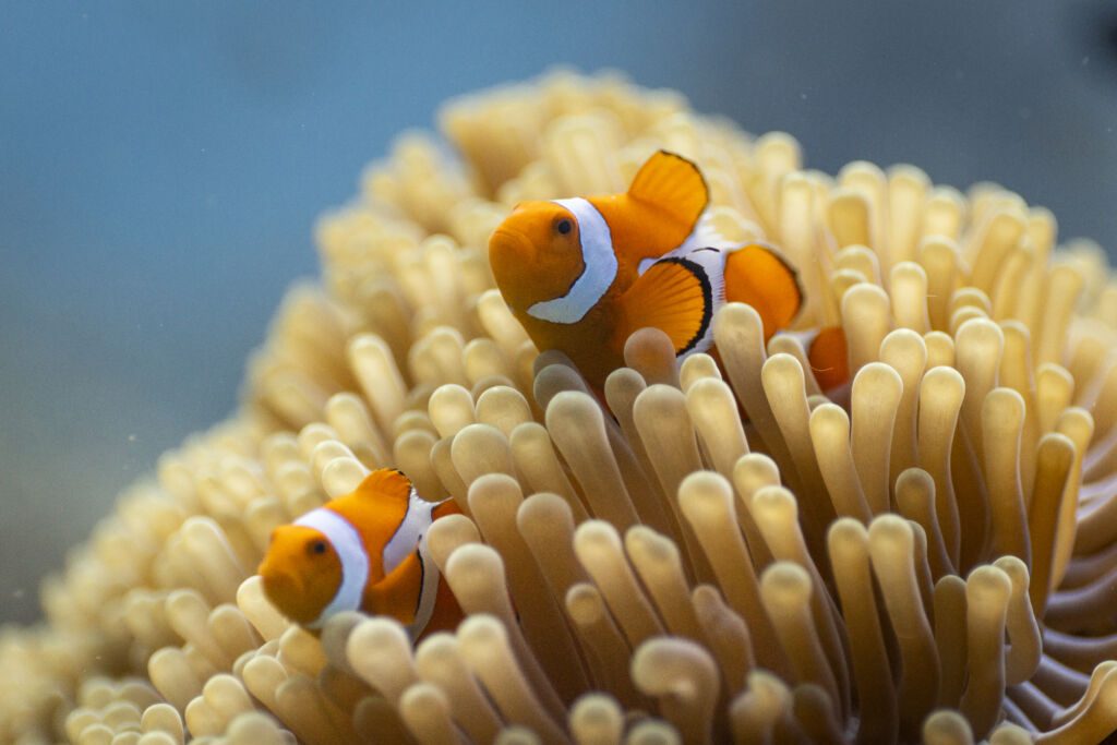Oceanwithdavidattenborough 027