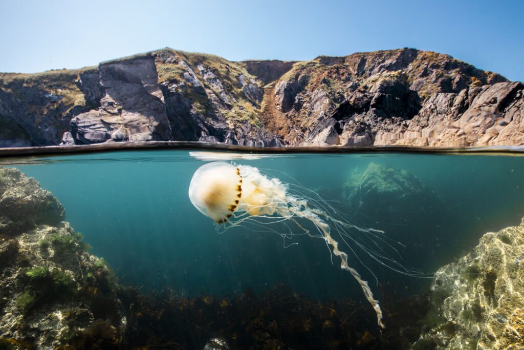 Oceanwithdavidattenborough 012